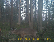 Trail Cam Pic 1