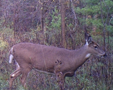 Trail Cam Pic 3